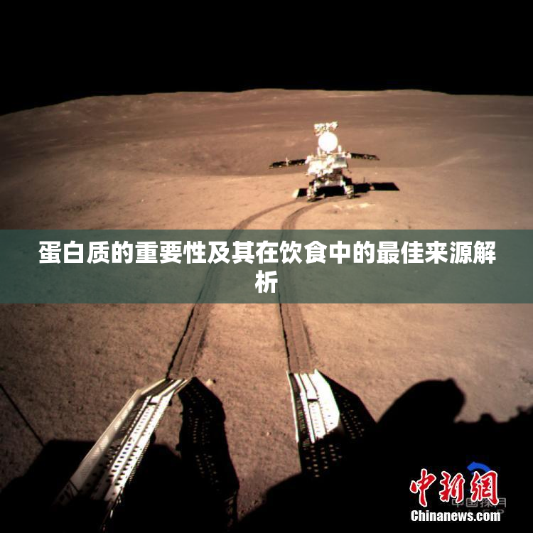 蛋白质的重要性及其在饮食中的最佳来源解析