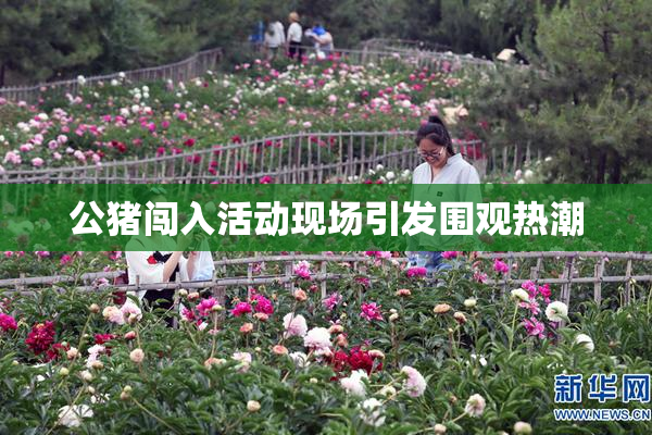公猪闯入活动现场引发围观热潮