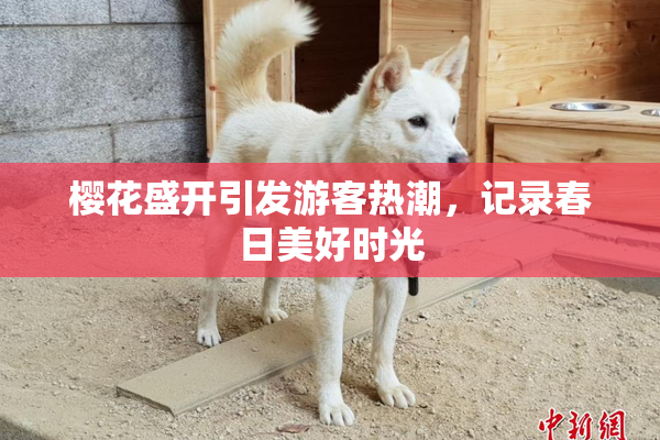 樱花盛开引发游客热潮，记录春日美好时光