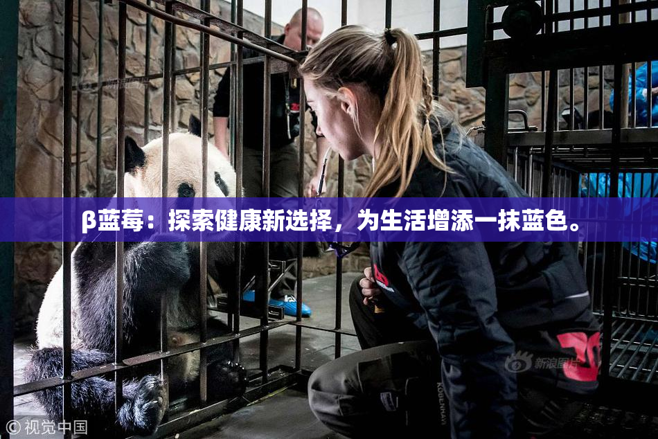 β蓝莓：探索健康新选择，为生活增添一抹蓝色。