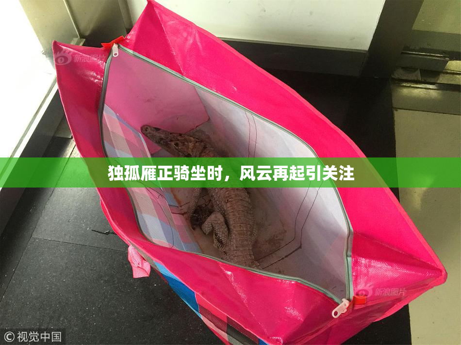 独孤雁正骑坐时，风云再起引关注