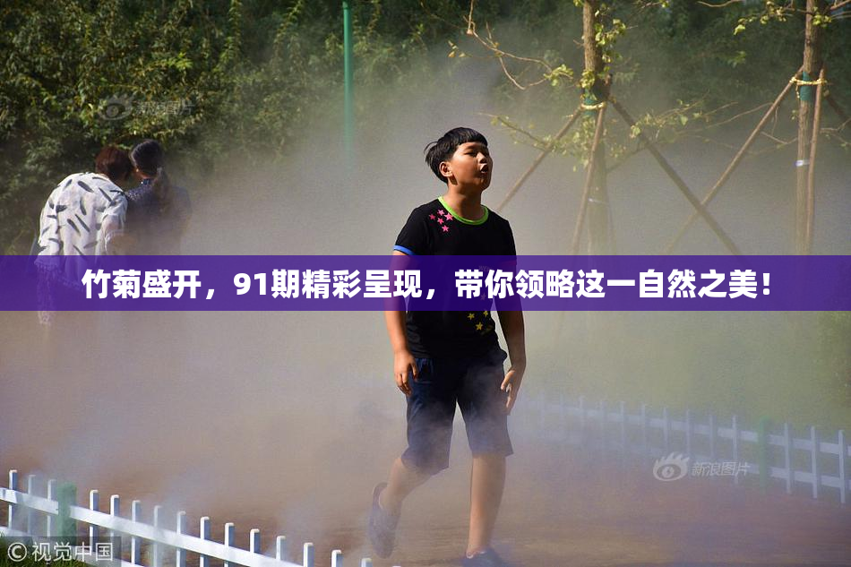竹菊盛开，91期精彩呈现，带你领略这一自然之美！