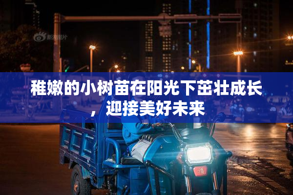 稚嫩的小树苗在阳光下茁壮成长，迎接美好未来