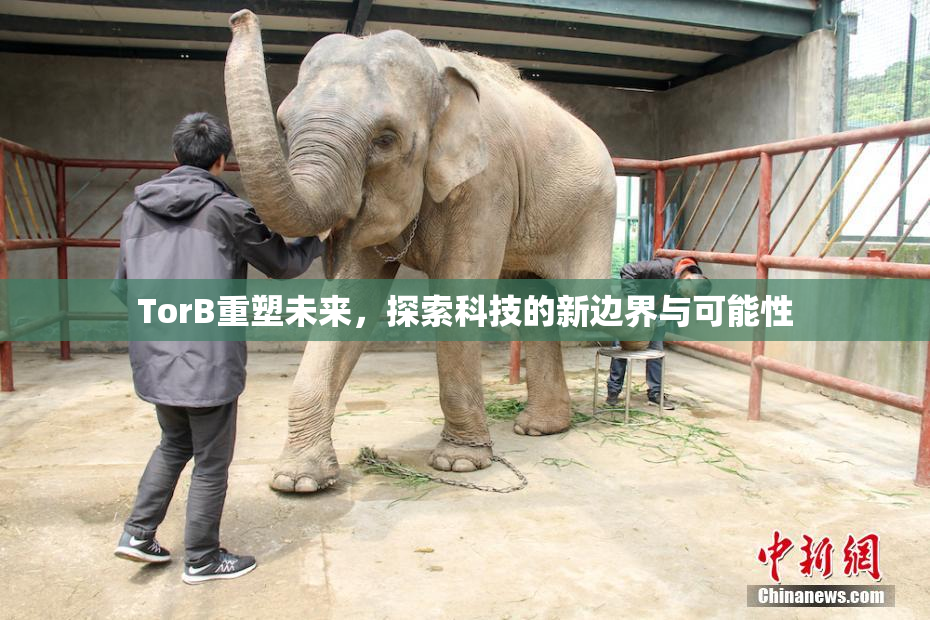 TorB重塑未来，探索科技的新边界与可能性