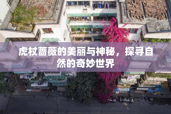 虎杖蔷薇的美丽与神秘，探寻自然的奇妙世界