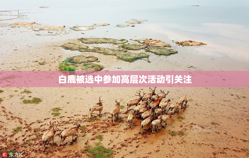 白鹿被选中参加高层次活动引关注