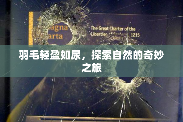 羽毛轻盈如尿，探索自然的奇妙之旅