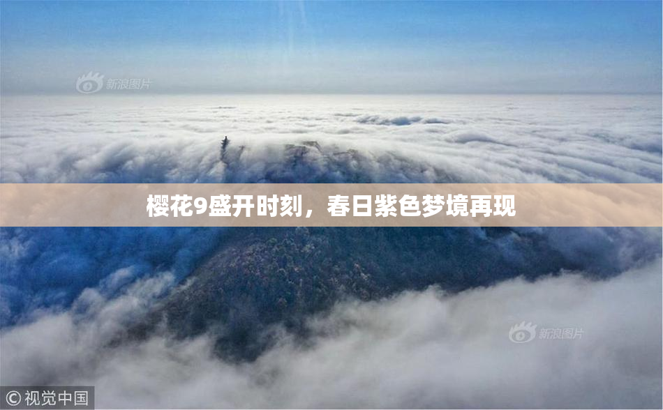 樱花9盛开时刻，春日紫色梦境再现