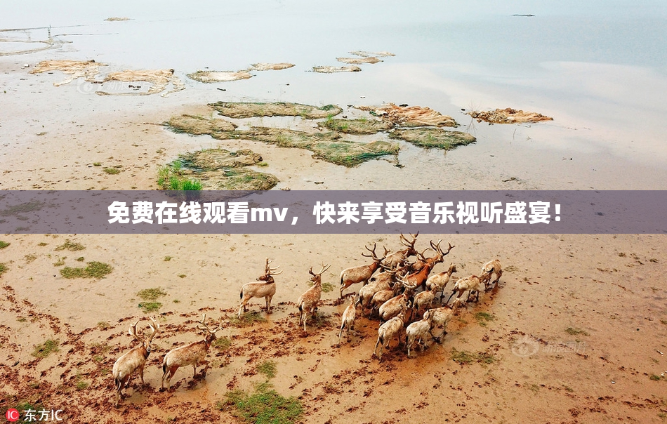 免费在线观看mv，快来享受音乐视听盛宴！