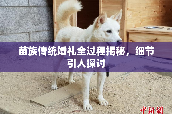 苗族传统婚礼全过程揭秘，细节引人探讨