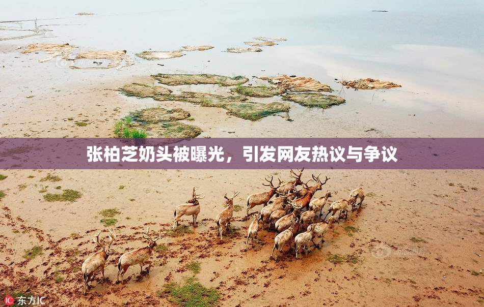 张柏芝奶头被曝光，引发网友热议与争议