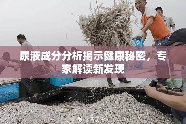 尿液成分分析揭示健康秘密，专家解读新发现