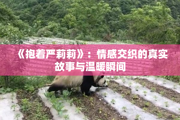 《抱着严莉莉》：情感交织的真实故事与温暖瞬间