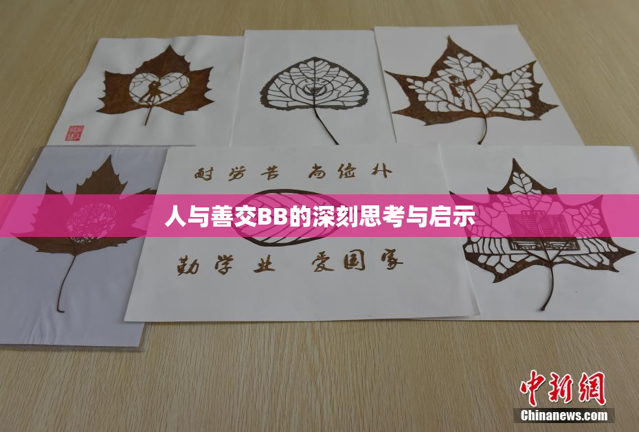 人与善交BB的深刻思考与启示