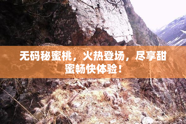 无码秘蜜桃，火热登场，尽享甜蜜畅快体验！