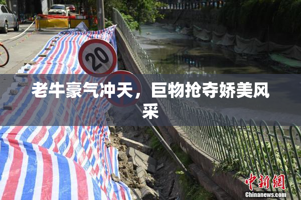 老牛豪气冲天，巨物抢夺娇美风采