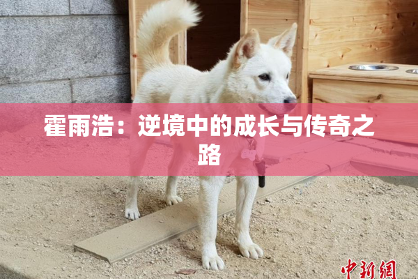 霍雨浩：逆境中的成长与传奇之路