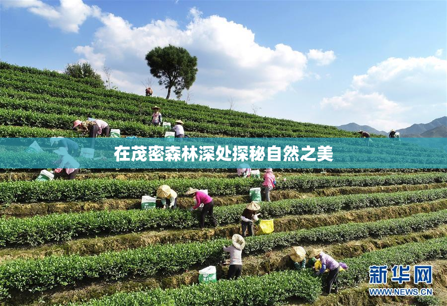 在茂密森林深处探秘自然之美