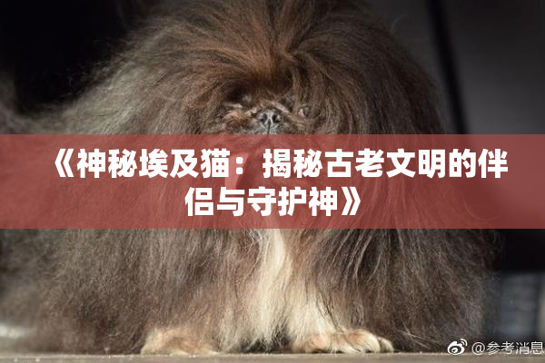 《神秘埃及猫：揭秘古老文明的伴侣与守护神》