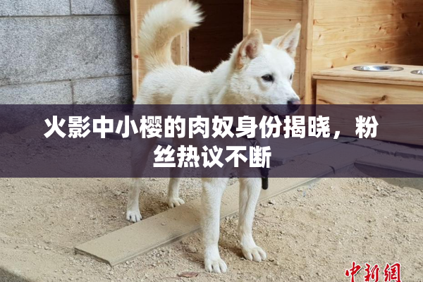 火影中小樱的肉奴身份揭晓，粉丝热议不断