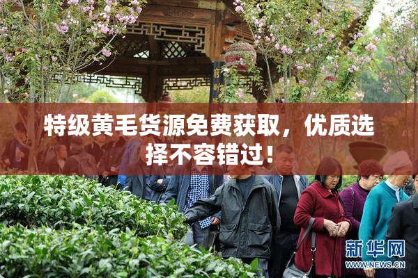 特级黄毛货源免费获取，优质选择不容错过！