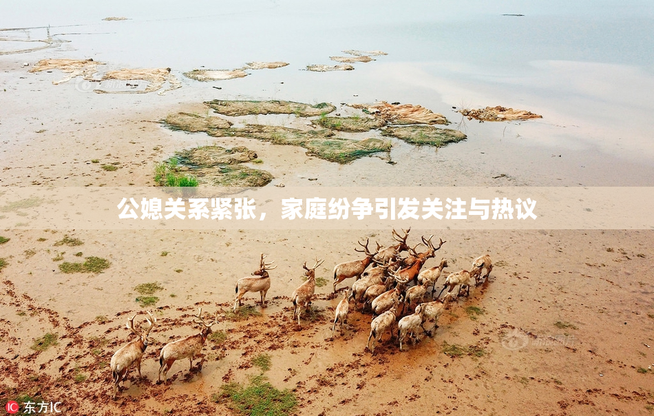 公媳关系紧张，家庭纷争引发关注与热议