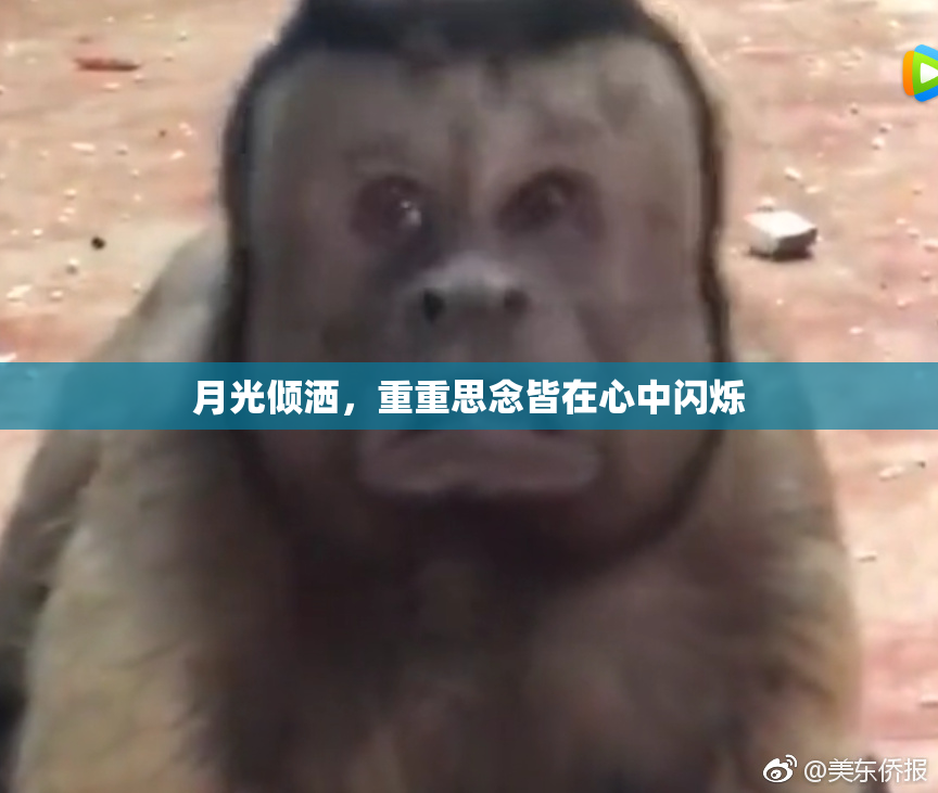 月光倾洒，重重思念皆在心中闪烁