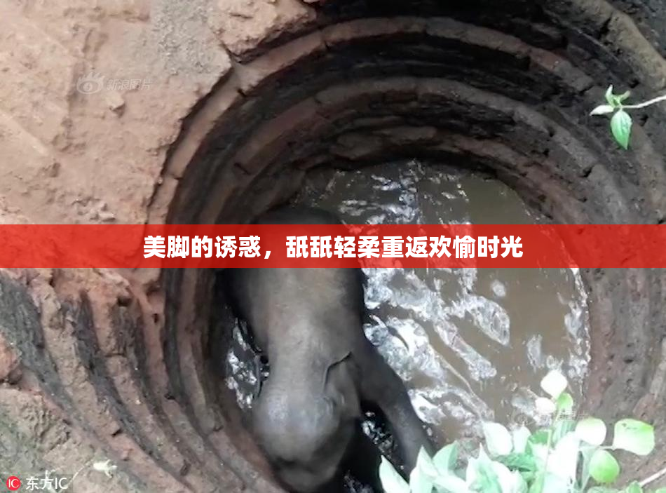 美脚的诱惑，舐舐轻柔重返欢愉时光