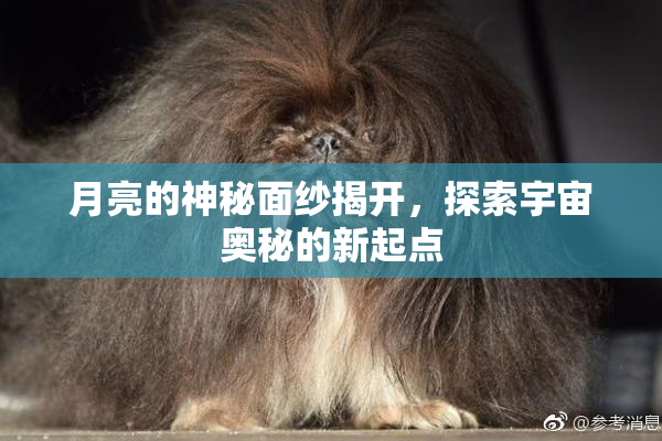 月亮的神秘面纱揭开，探索宇宙奥秘的新起点