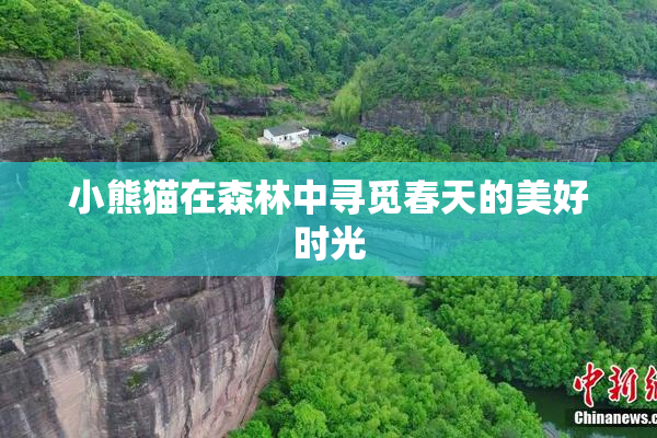 小熊猫在森林中寻觅春天的美好时光