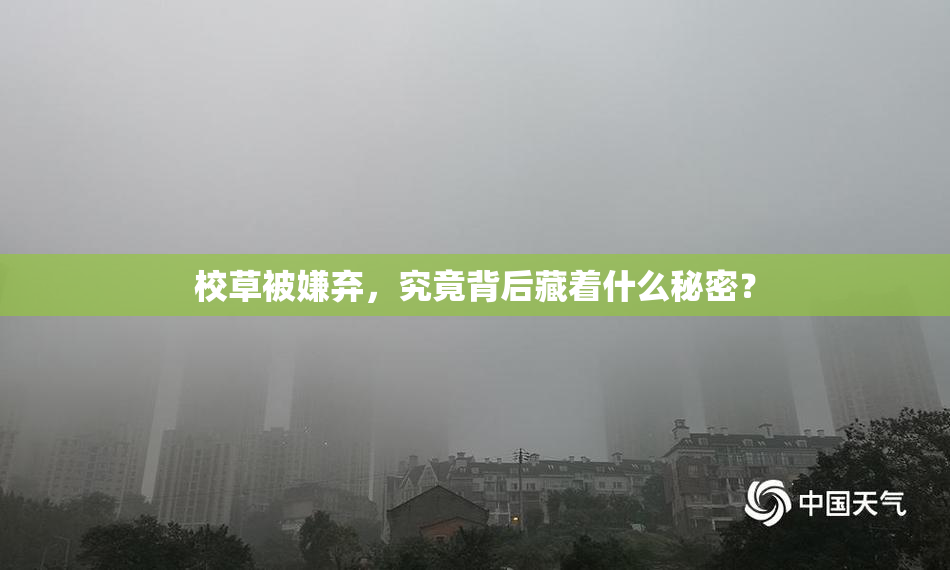 校草被嫌弃，究竟背后藏着什么秘密？