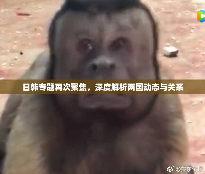 日韩专题再次聚焦，深度解析两国动态与关系