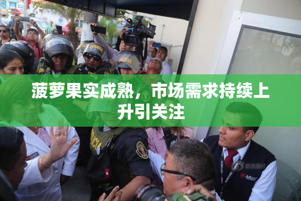 菠萝果实成熟，市场需求持续上升引关注