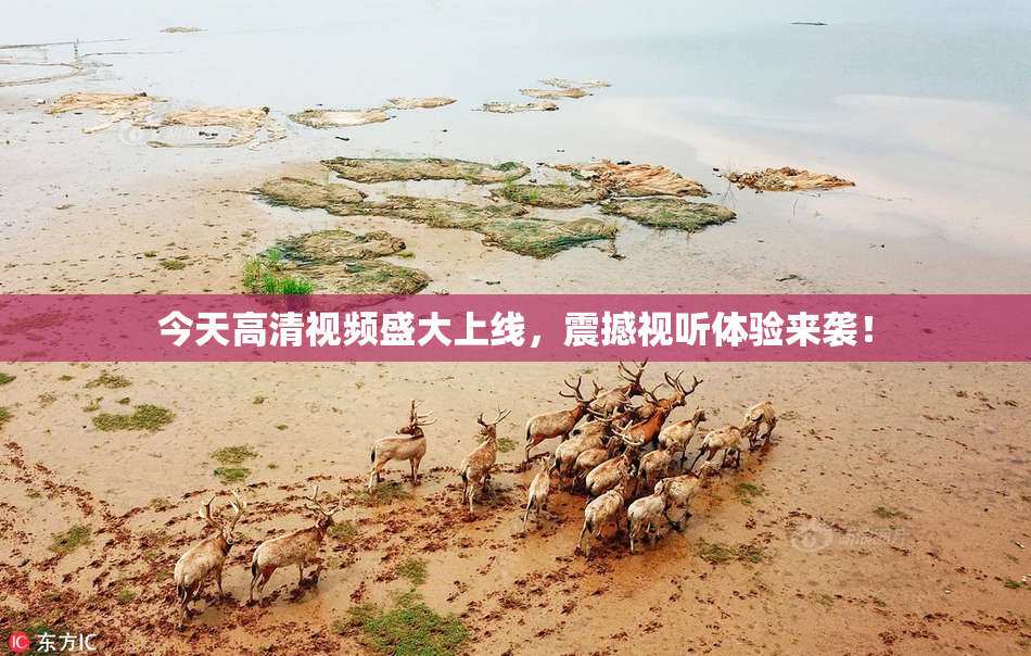 今天高清视频盛大上线，震撼视听体验来袭！