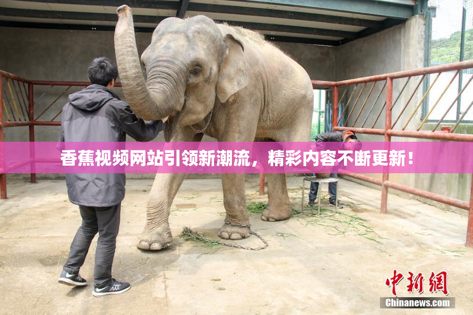 香蕉视频网站引领新潮流，精彩内容不断更新！