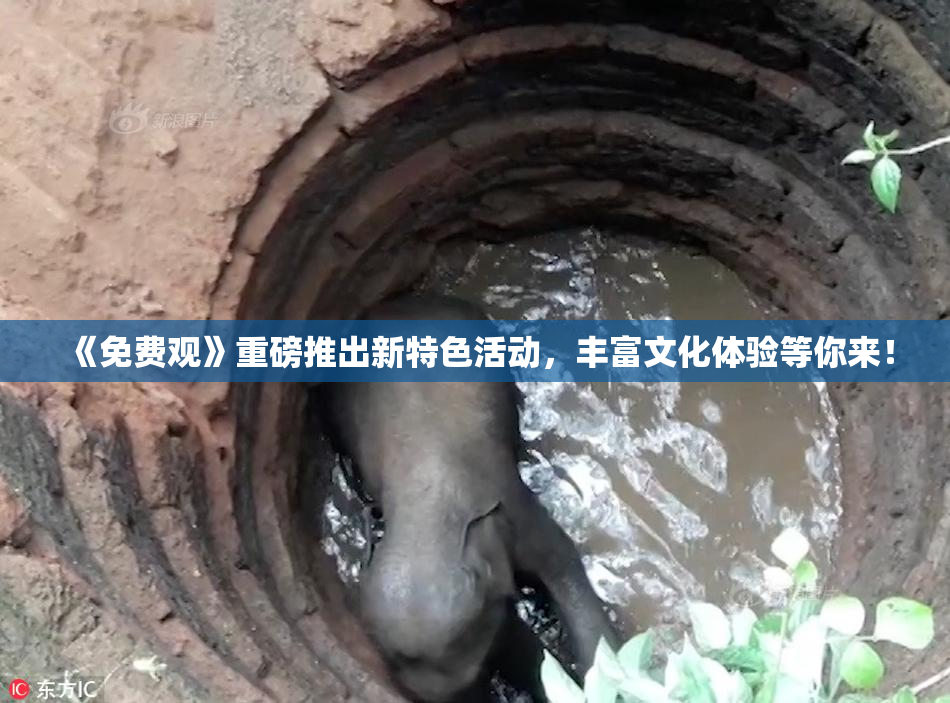 《免费观》重磅推出新特色活动，丰富文化体验等你来！