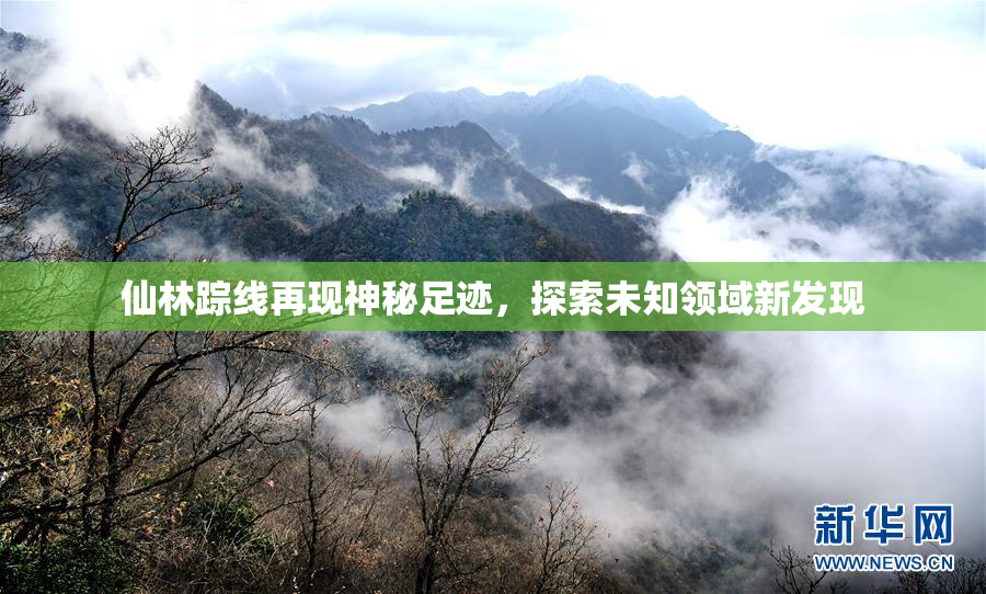 仙林踪线再现神秘足迹，探索未知领域新发现