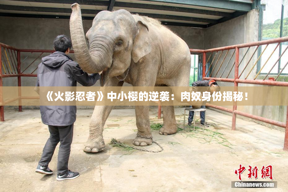 《火影忍者》中小樱的逆袭：肉奴身份揭秘！