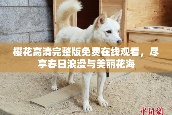 樱花高清完整版免费在线观看，尽享春日浪漫与美丽花海