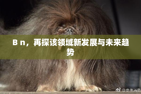 B n，再探该领域新发展与未来趋势