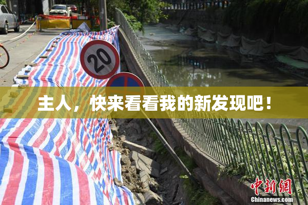 主人，快来看看我的新发现吧！