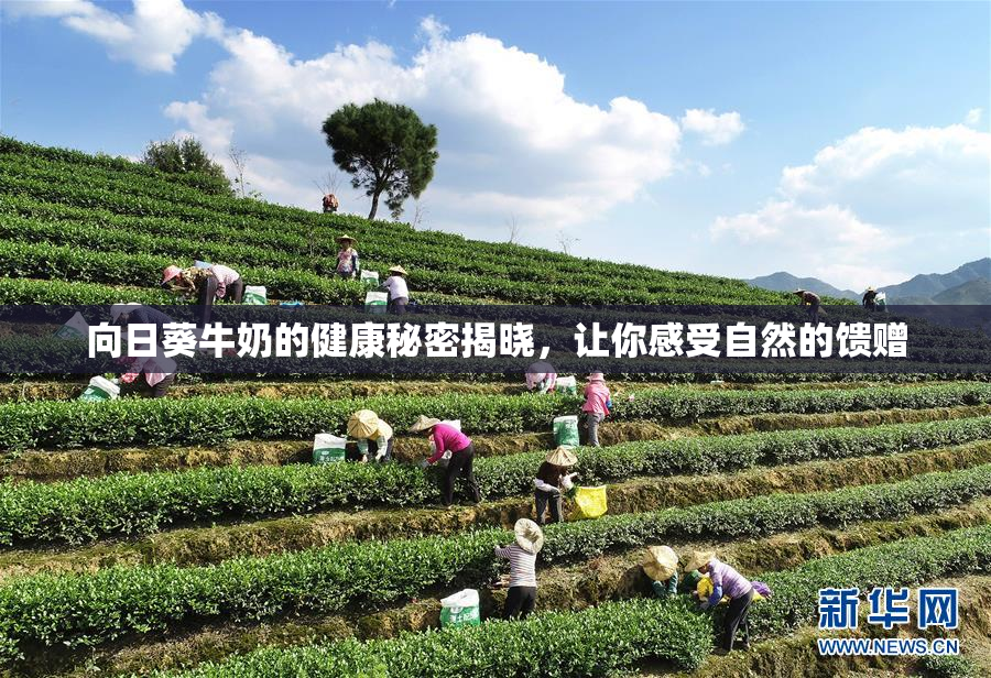 向日葵牛奶的健康秘密揭晓，让你感受自然的馈赠