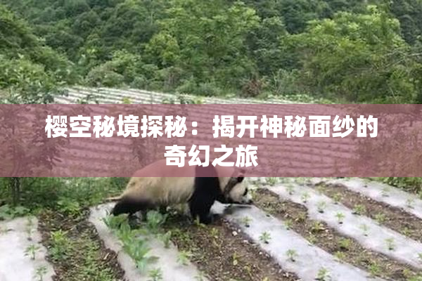 樱空秘境探秘：揭开神秘面纱的奇幻之旅