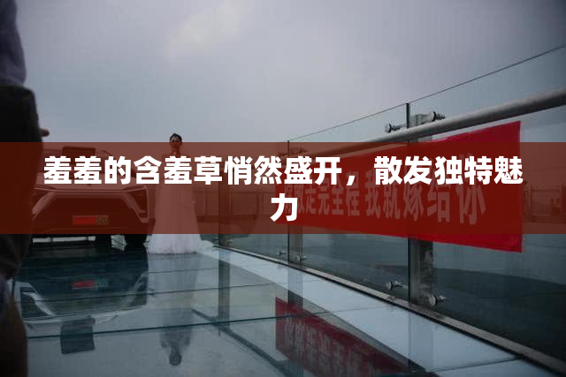 羞羞的含羞草悄然盛开，散发独特魅力