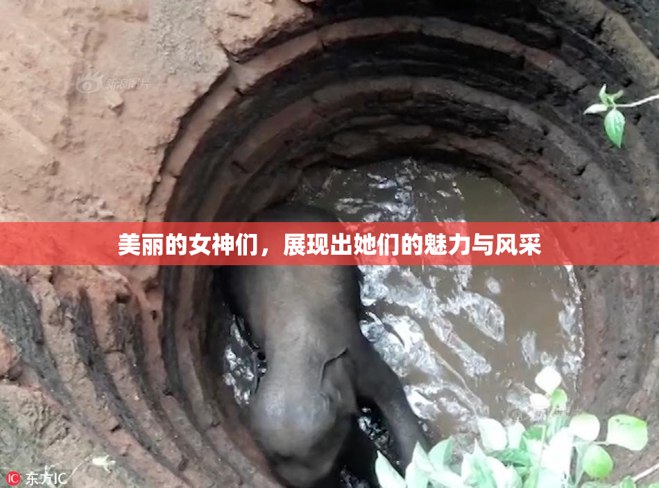 美丽的女神们，展现出她们的魅力与风采