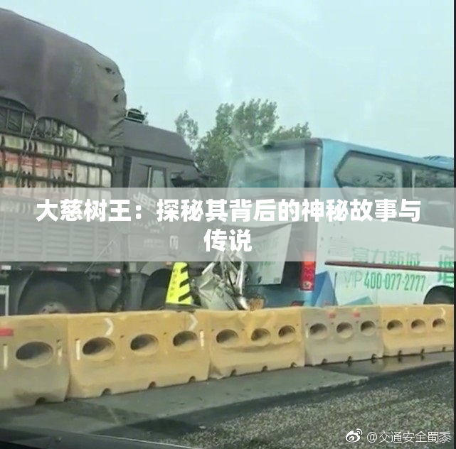 大慈树王：探秘其背后的神秘故事与传说