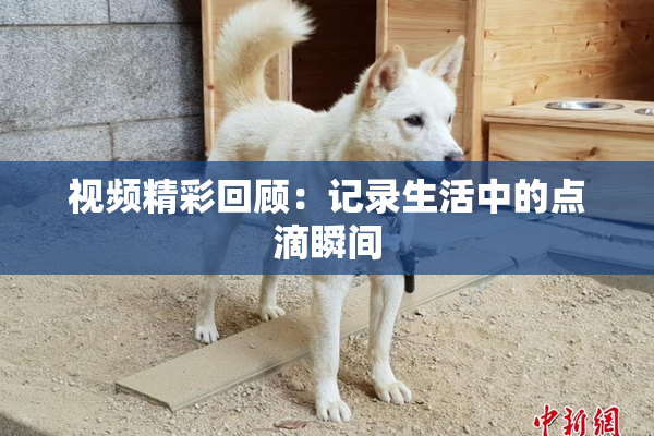 视频精彩回顾：记录生活中的点滴瞬间