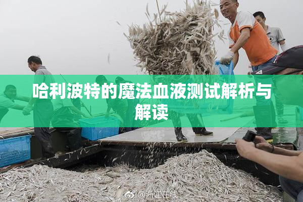 哈利波特的魔法血液测试解析与解读