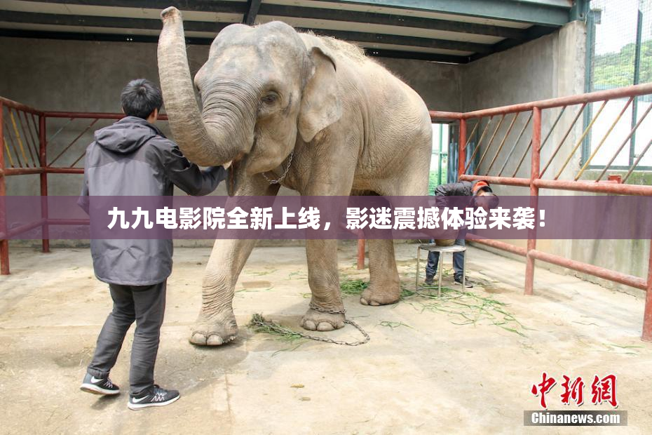 九九电影院全新上线，影迷震撼体验来袭！