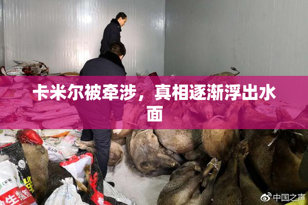 卡米尔被牵涉，真相逐渐浮出水面